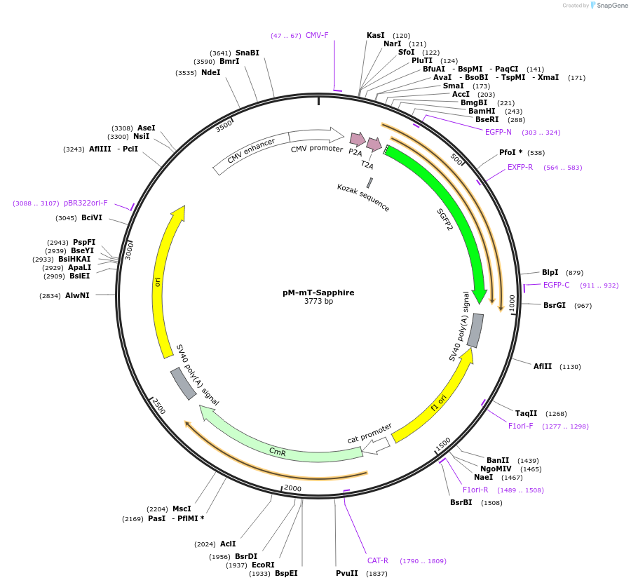 228616-plasmid-map-sequence-id-452500