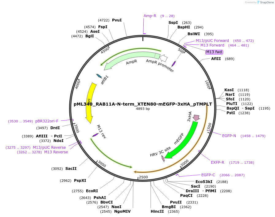 227907-plasmid-map-sequence-id-452503