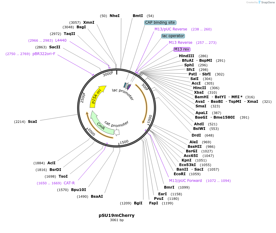 225181-plasmid-map-sequence-id-452505