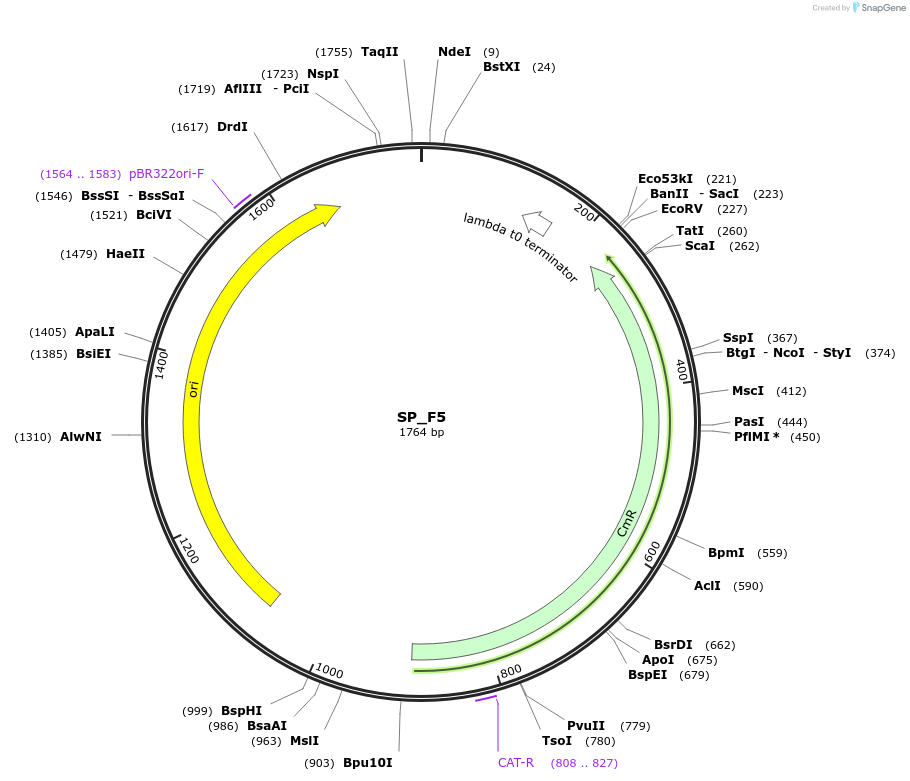 228179-plasmid-map-sequence-id-452507