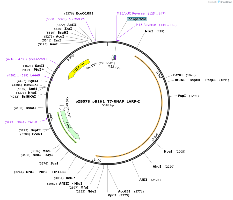 228507-plasmid-map-sequence-id-452511