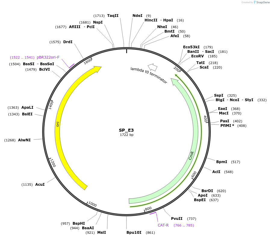 228171-plasmid-map-sequence-id-452513