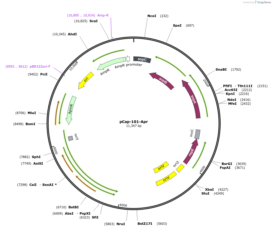 227507-plasmid-map-sequence-id-452519