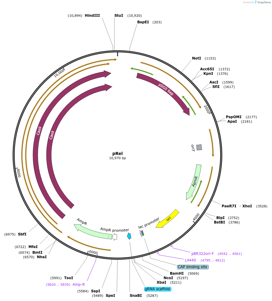 227581-plasmid-map-sequence-id-452520