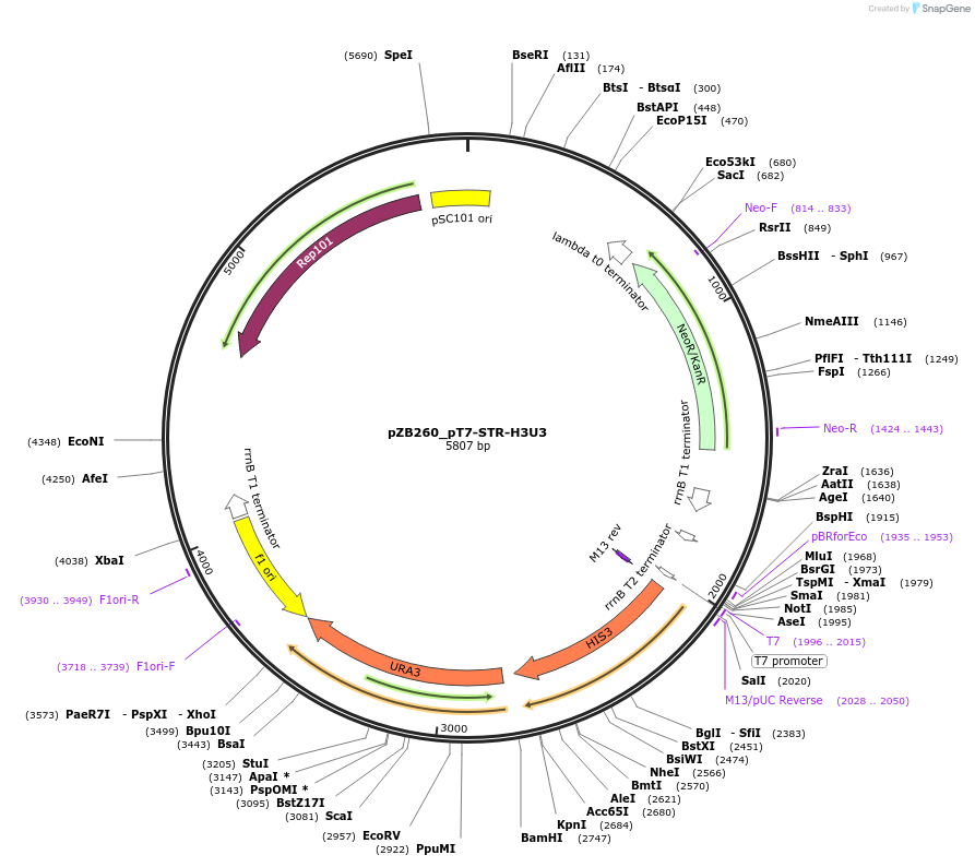 228506-plasmid-map-sequence-id-452522