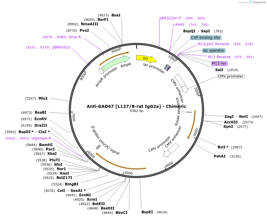 227047-plasmid-map-sequence-id-452542