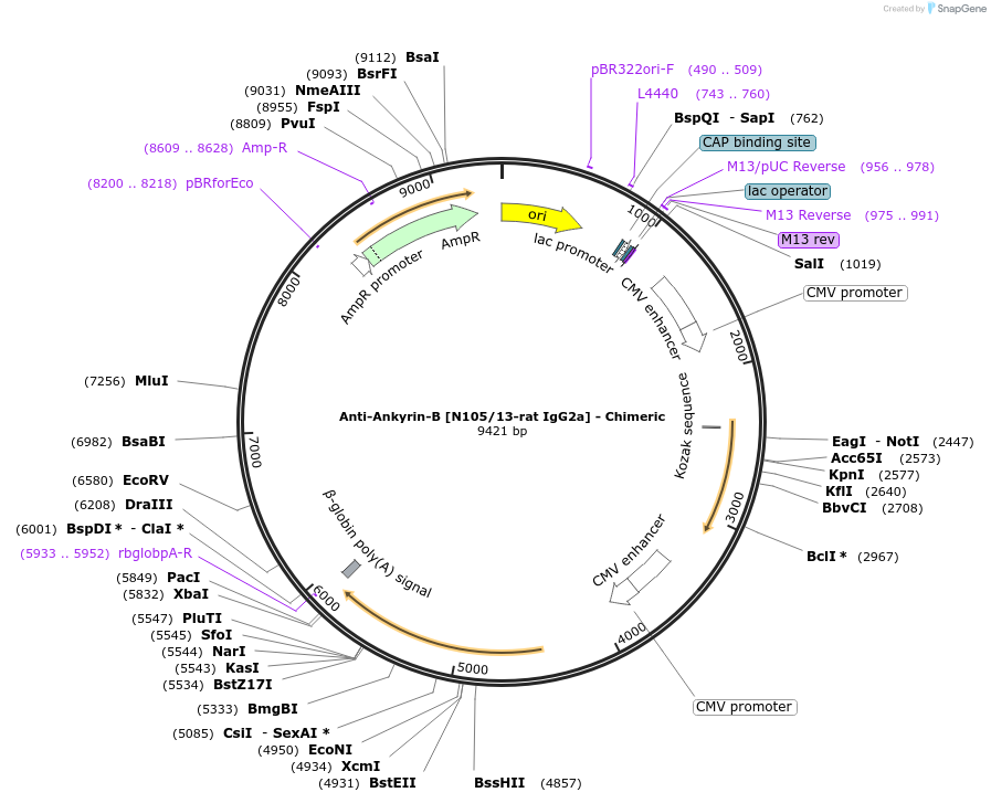 227040-plasmid-map-sequence-id-452546