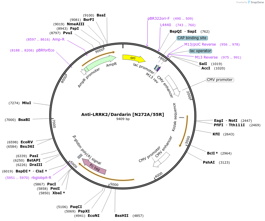 227022-plasmid-map-sequence-id-452547