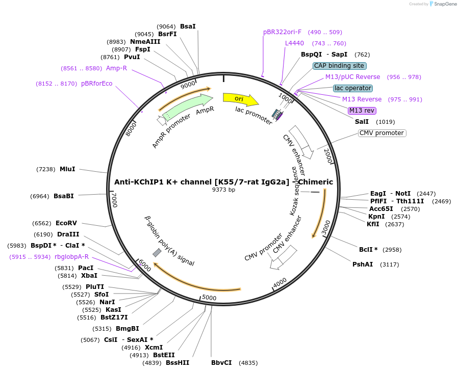 227054-plasmid-map-sequence-id-452559