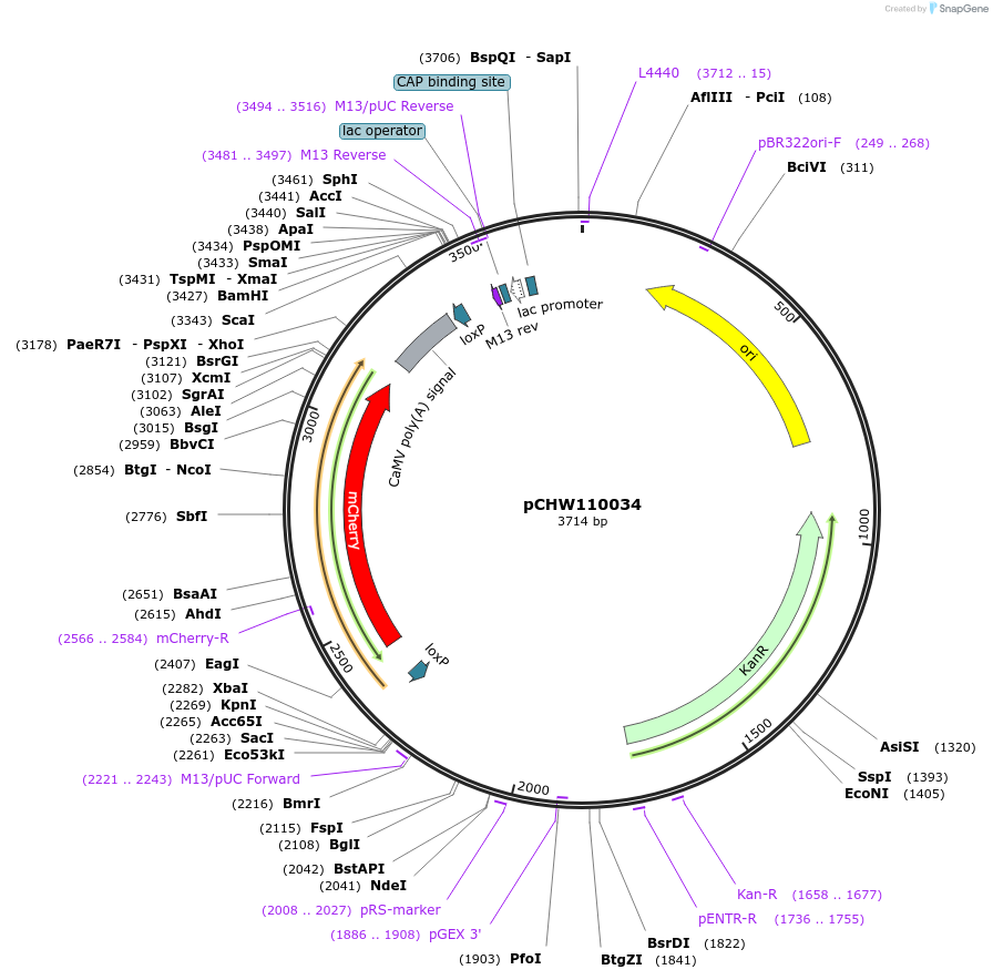 222443-plasmid-map-sequence-id-452569