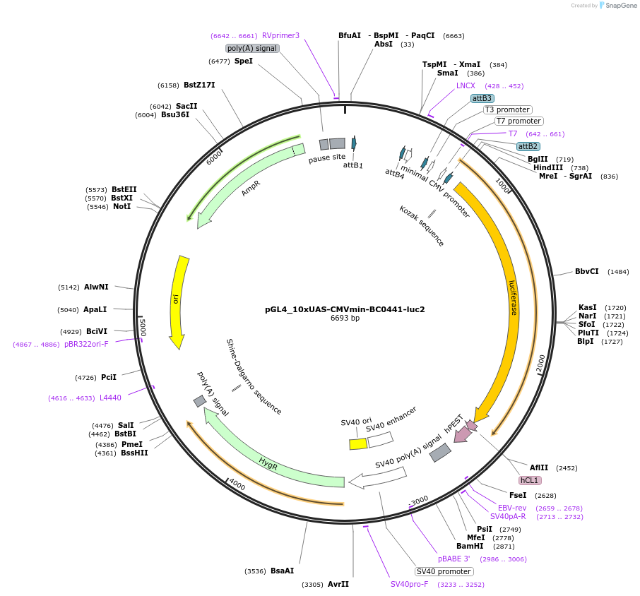 227129-plasmid-map-sequence-id-452572