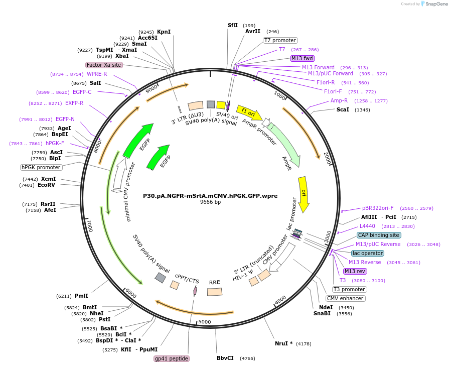 226728-plasmid-map-sequence-id-453302