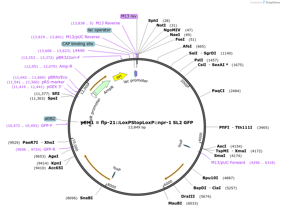 24033-plasmid-map-sequence-id-453326