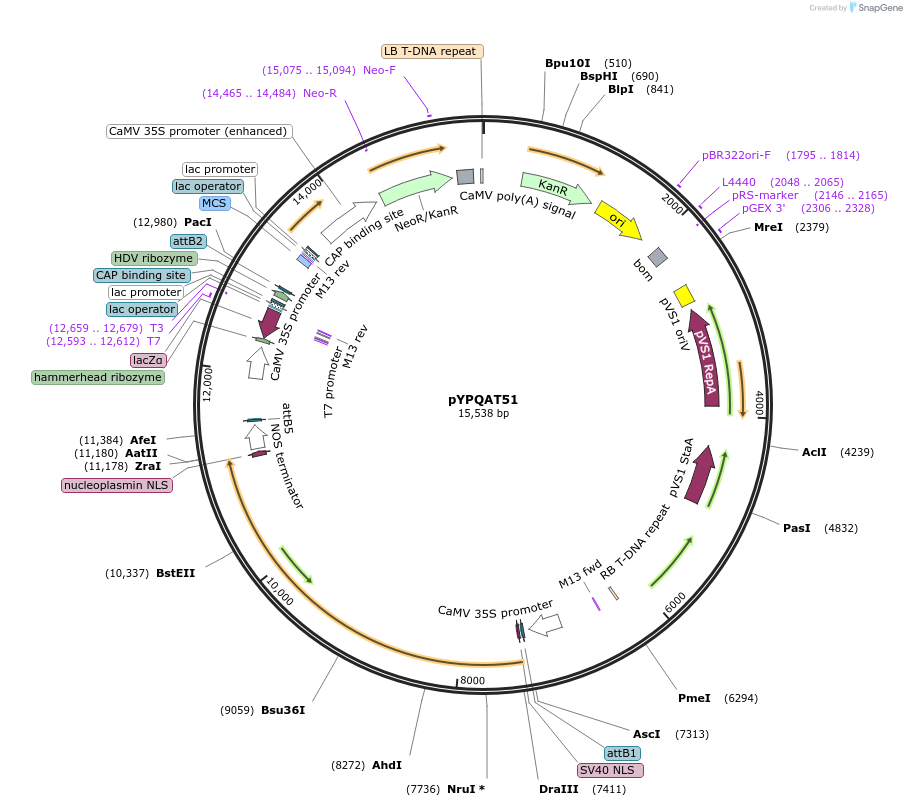 223423-plasmid-map-sequence-id-453500