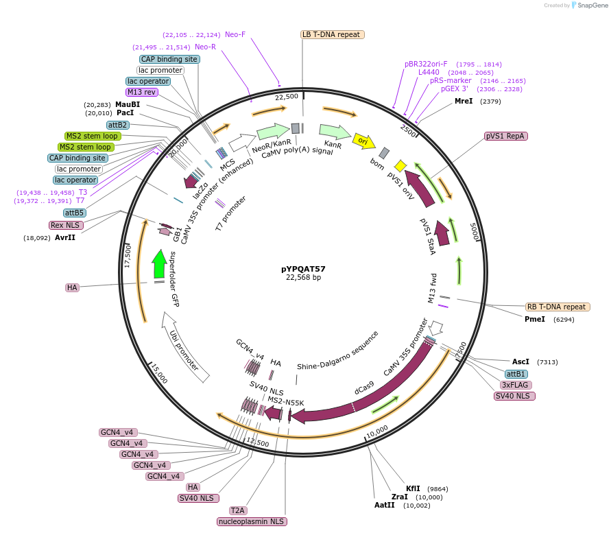 223429-plasmid-map-sequence-id-453502