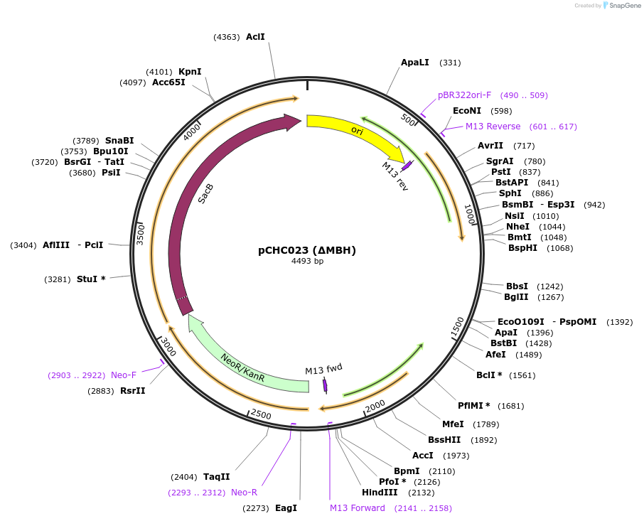 226201-plasmid-map-sequence-id-453504