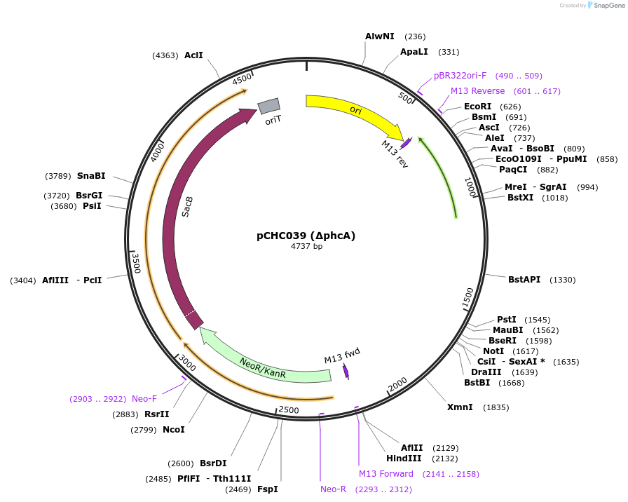 226207-plasmid-map-sequence-id-453512