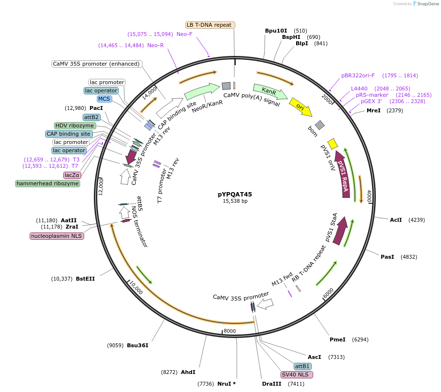 223417-plasmid-map-sequence-id-453515