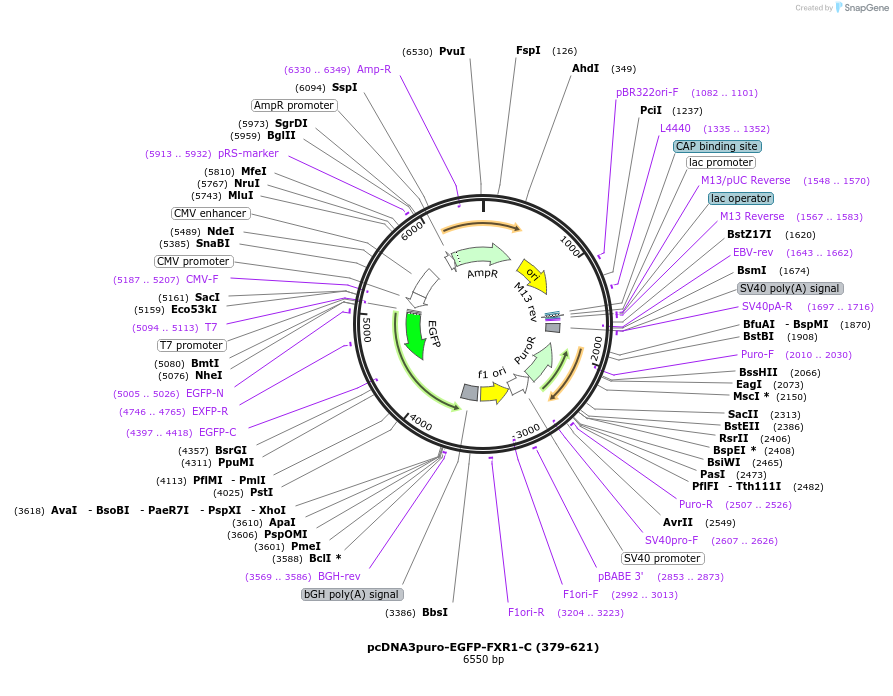 225451-plasmid-map-sequence-id-453527