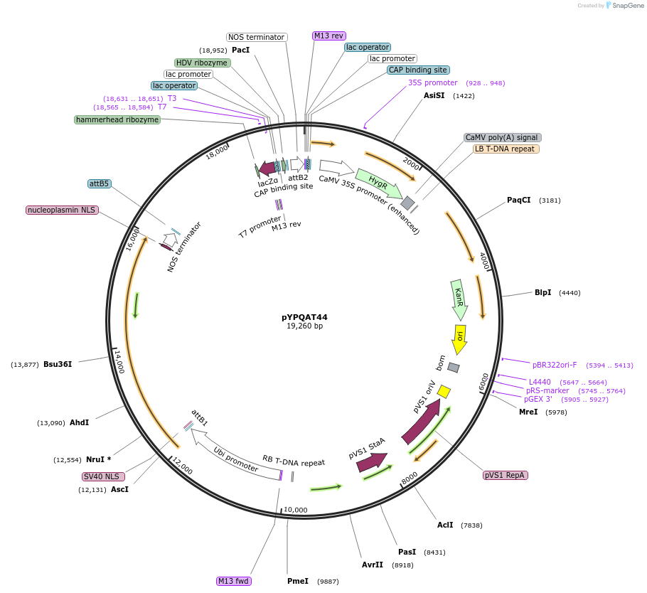 223416-plasmid-map-sequence-id-453533