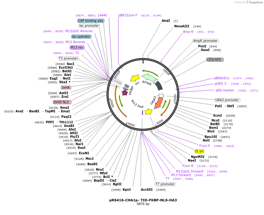 228015-plasmid-map-sequence-id-453544