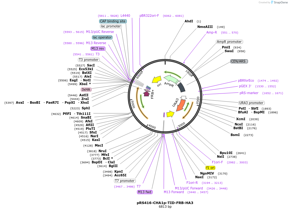228012-plasmid-map-sequence-id-453546