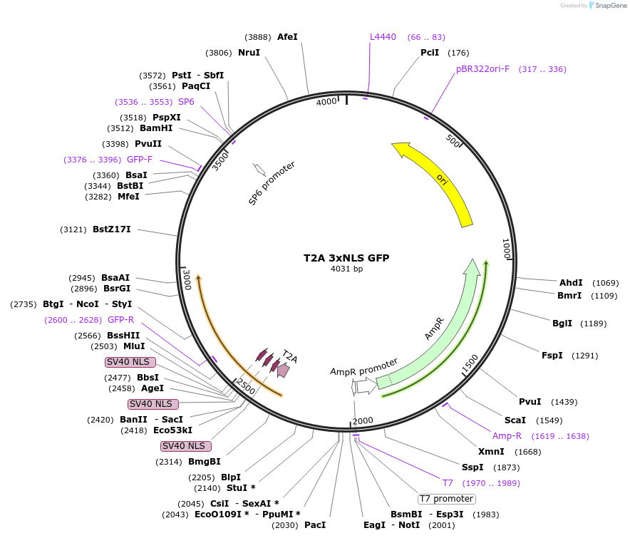 227721-plasmid-map-sequence-id-453560