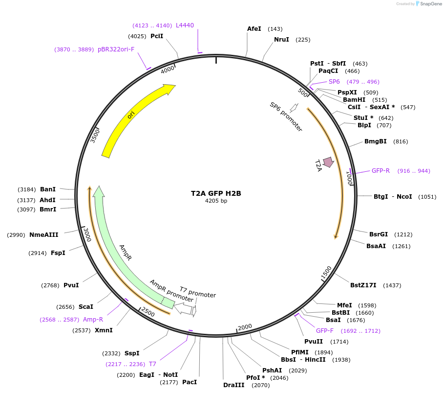 227722-plasmid-map-sequence-id-453562