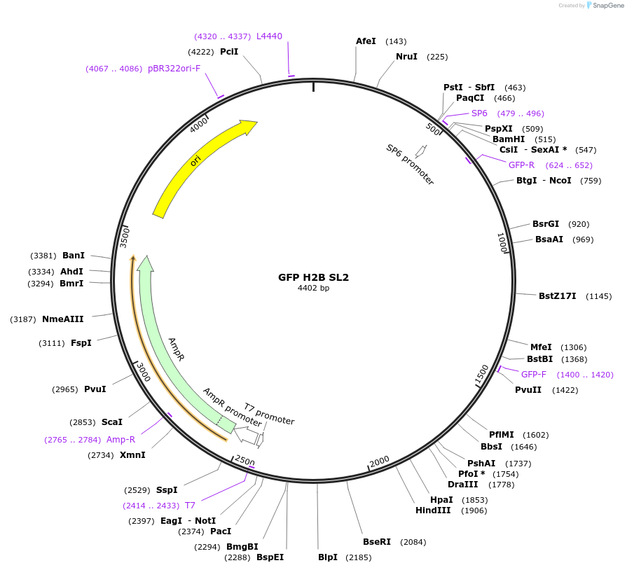 227718-plasmid-map-sequence-id-453563