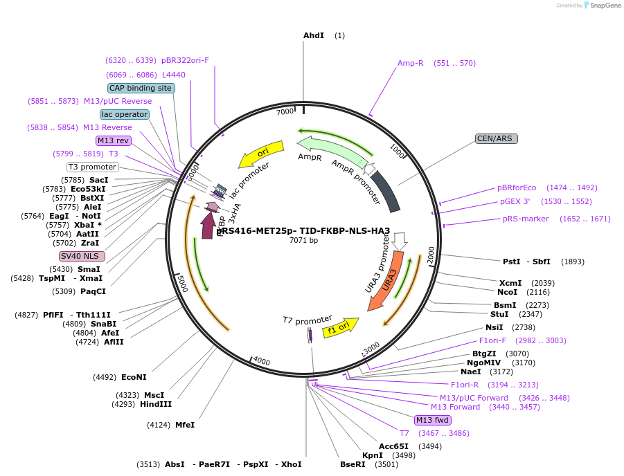 228019-plasmid-map-sequence-id-453564