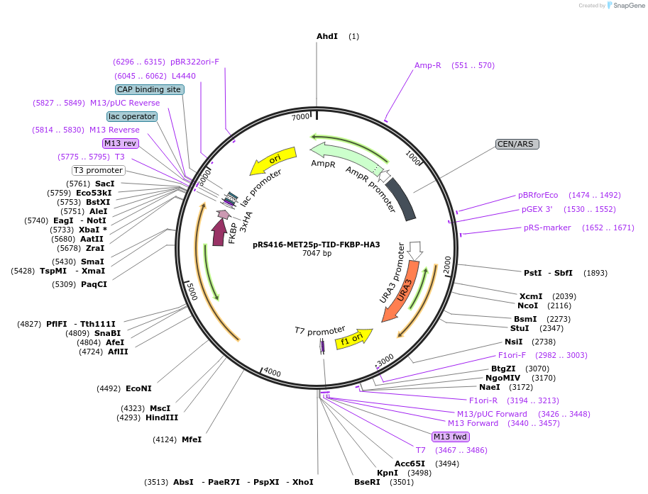 228018-plasmid-map-sequence-id-453565