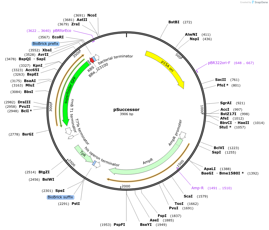228391-plasmid-map-sequence-id-453567