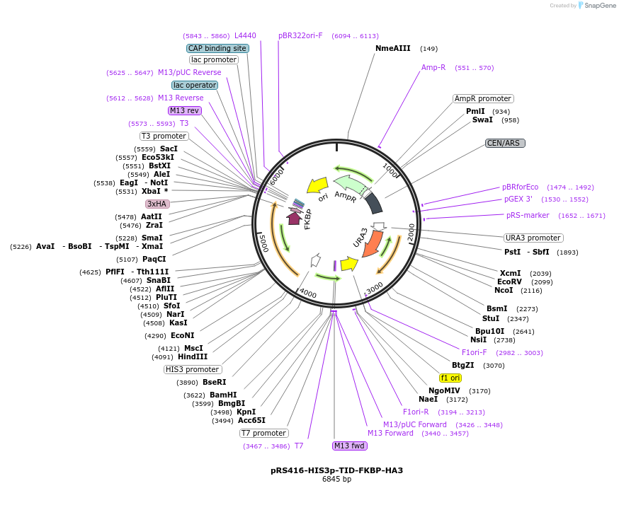 228006-plasmid-map-sequence-id-453574
