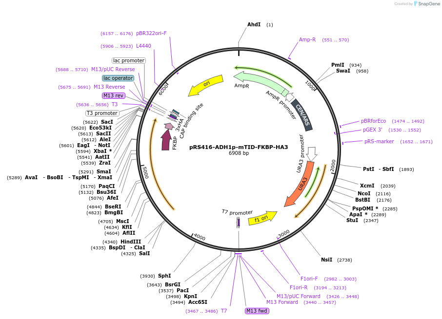 228002-plasmid-map-sequence-id-453631