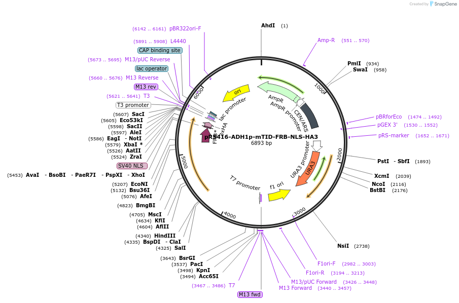 228001-plasmid-map-sequence-id-453632