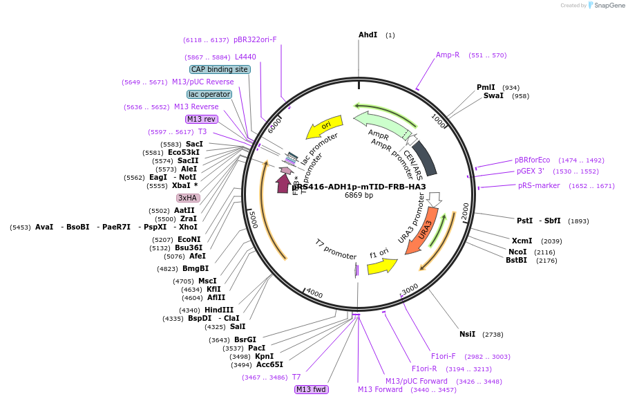 228000-plasmid-map-sequence-id-453633
