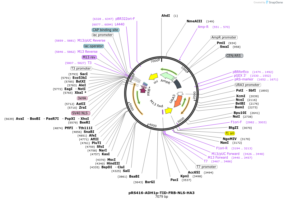 227997-plasmid-map-sequence-id-453637