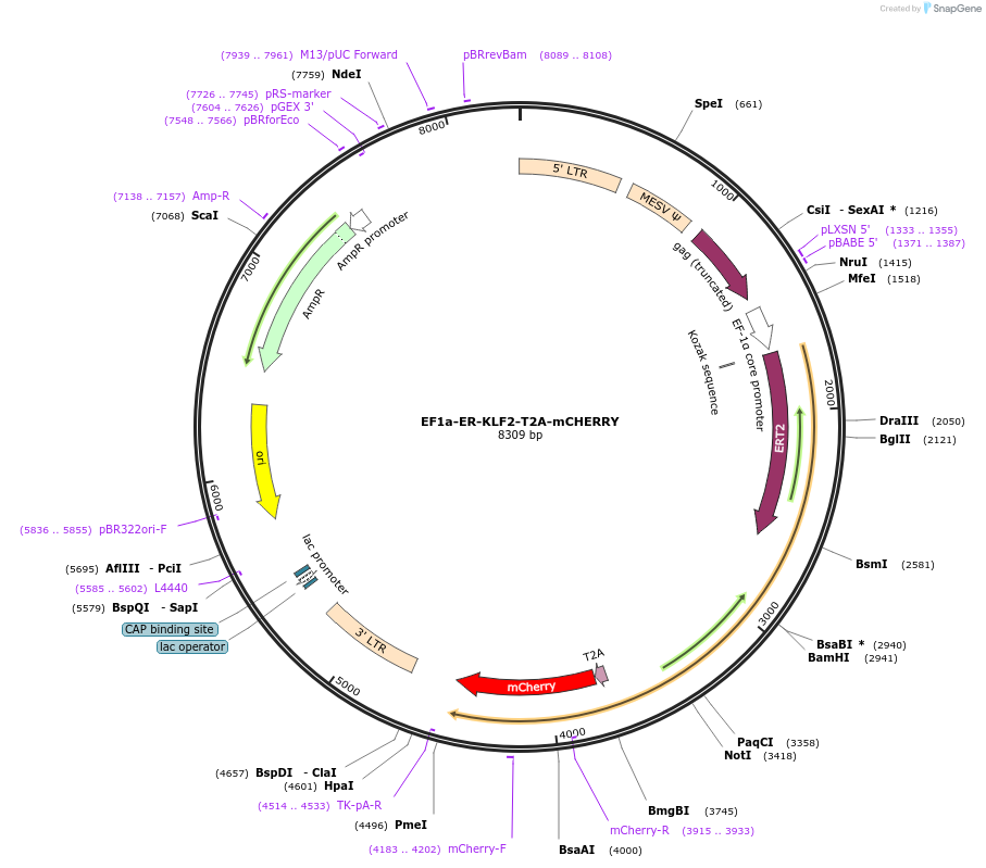 224297-plasmid-map-sequence-id-453642