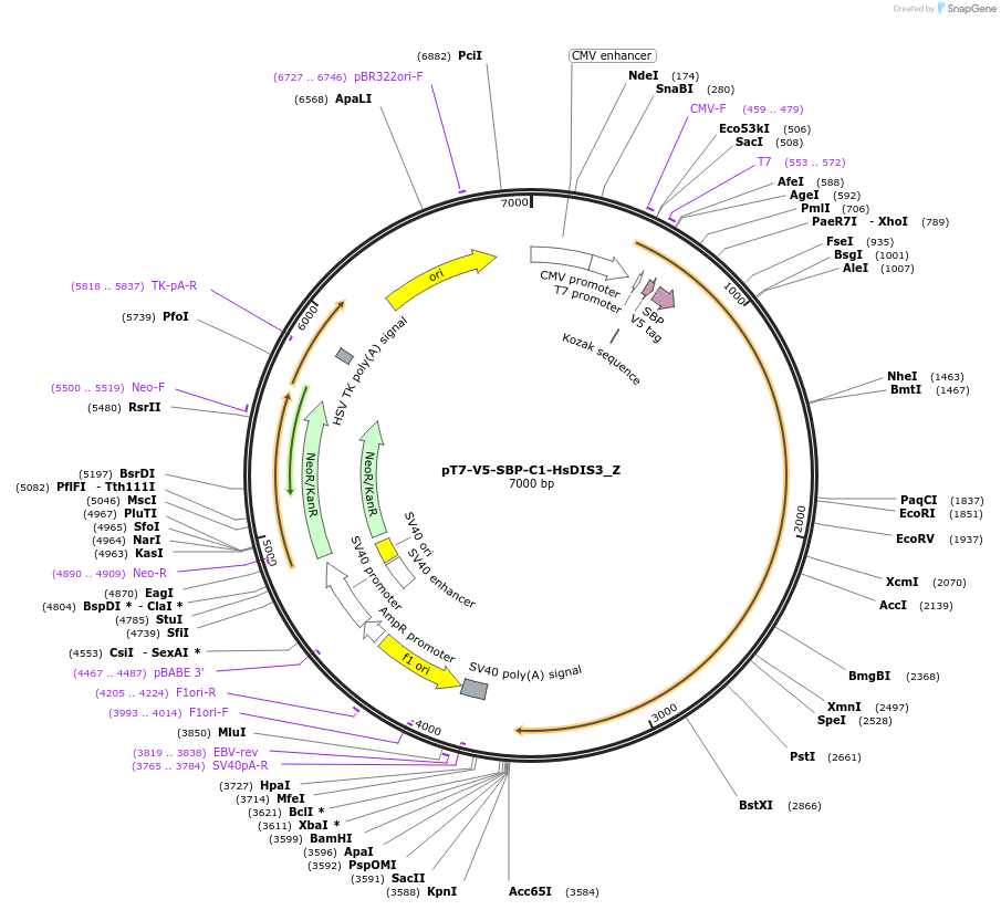 148137-plasmid-map-sequence-id-453676