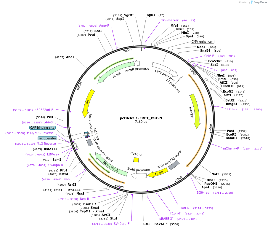 228571-plasmid-map-sequence-id-453691