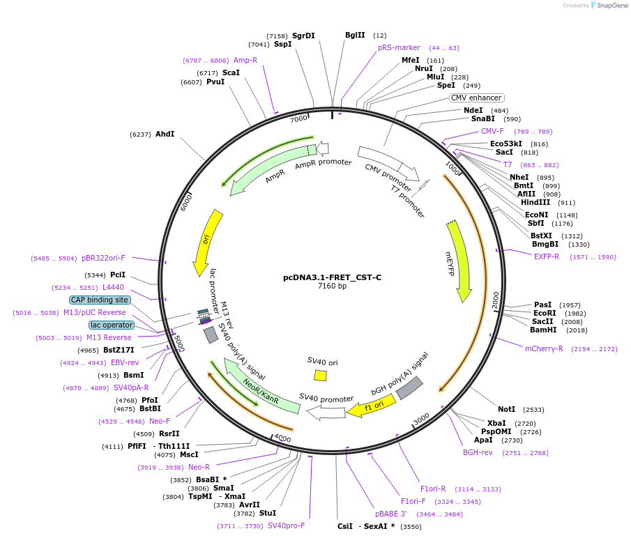 228572-plasmid-map-sequence-id-453693