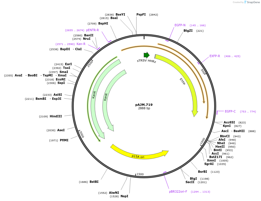 108520-plasmid-map-sequence-id-453793