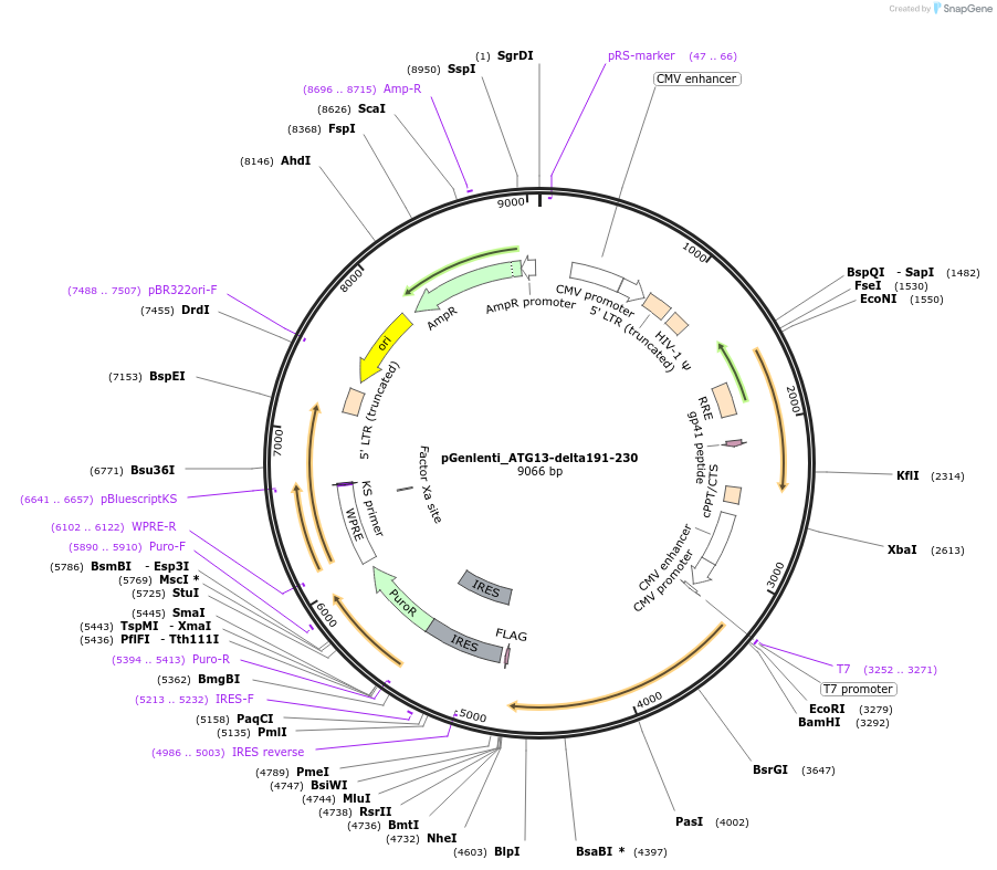 223772-plasmid-map-sequence-id-453815
