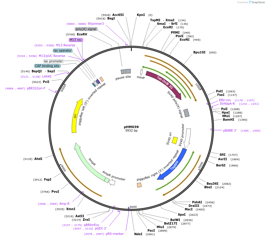 225523-plasmid-map-sequence-id-453876