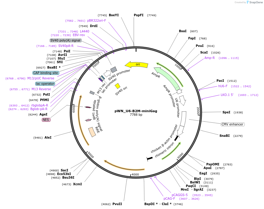 228957-plasmid-map-sequence-id-453883