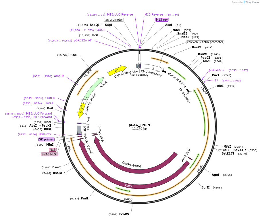 214734-plasmid-map-sequence-id-453897