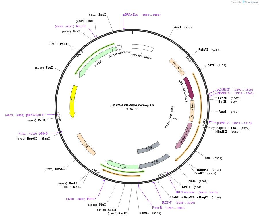 228137-plasmid-map-sequence-id-453898