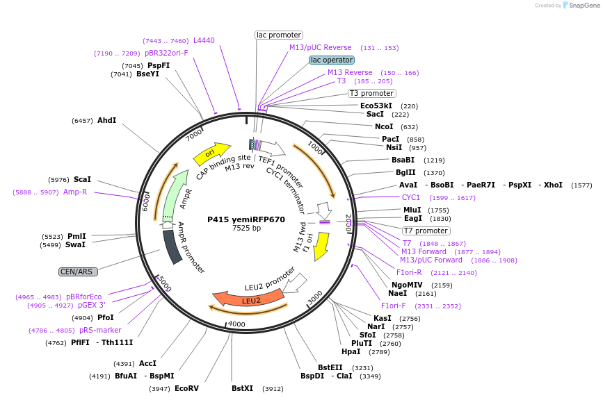 224107-plasmid-map-sequence-id-453900