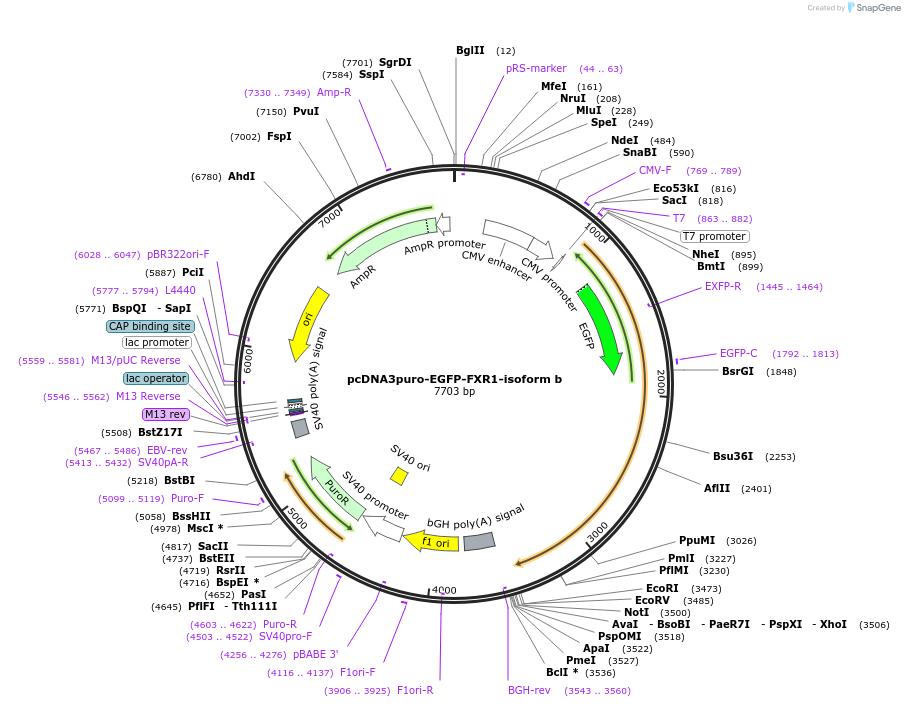 225449-plasmid-map-sequence-id-453904