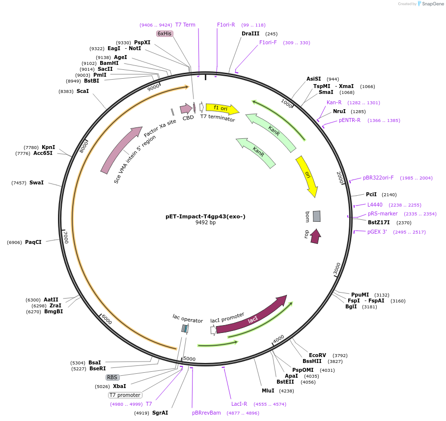 228202-plasmid-map-sequence-id-453943